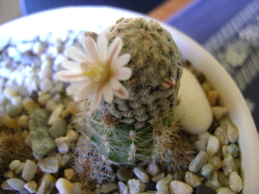 Mammillaria sanchez-mejoradae; 10 dec. 2016
