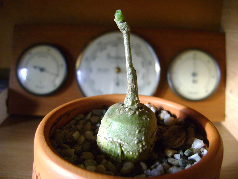 Kedrostis foetidissima - Caudiciforme si bulbi 2016