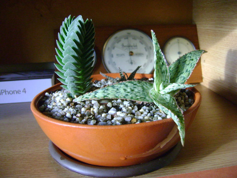 Grup de suculente; Crassula cv. &#039;&#039;Buddha’s Temple&#039;&#039;
Aloe cv. &#039;&#039;Starfish&#039;&#039;
Aloe cv. Pepe
