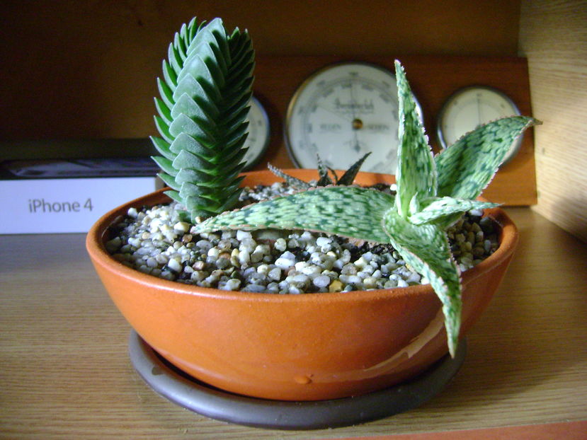 Grup de suculente; Crassula cv. &#039;&#039;Buddha’s Temple&#039;&#039;
Aloe cv. &#039;&#039;Starfish&#039;&#039;
Aloe cv Pepe
