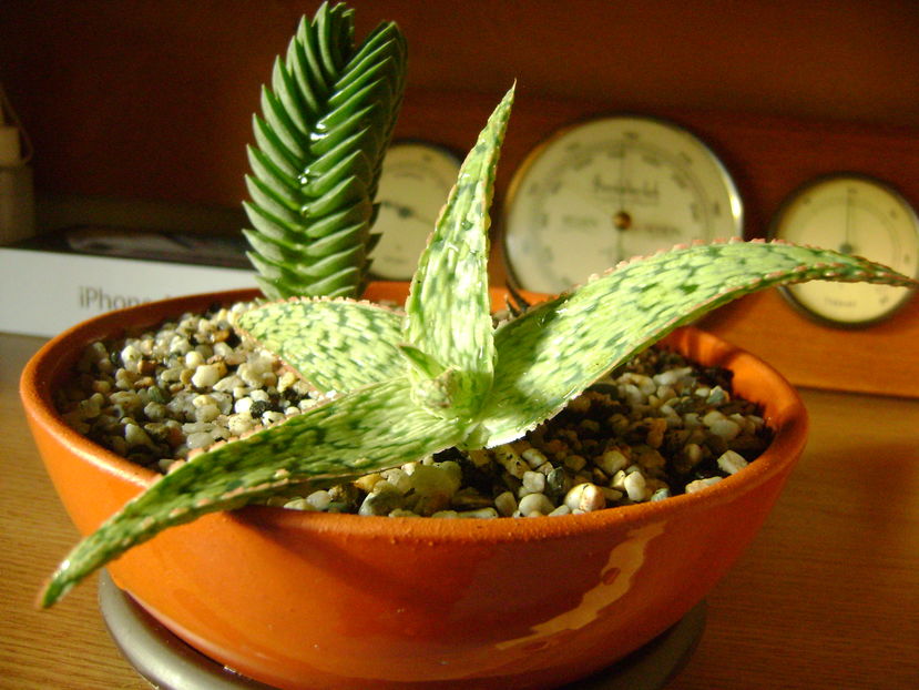 Aloe ‘’Starfish’’