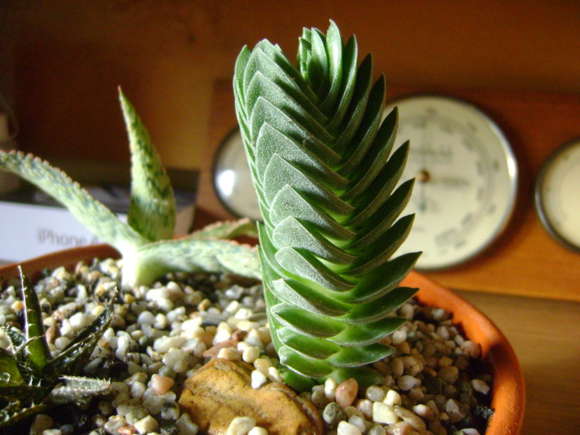 Crassula cv. ''Buddha’s Temple'' - Suculente 2016