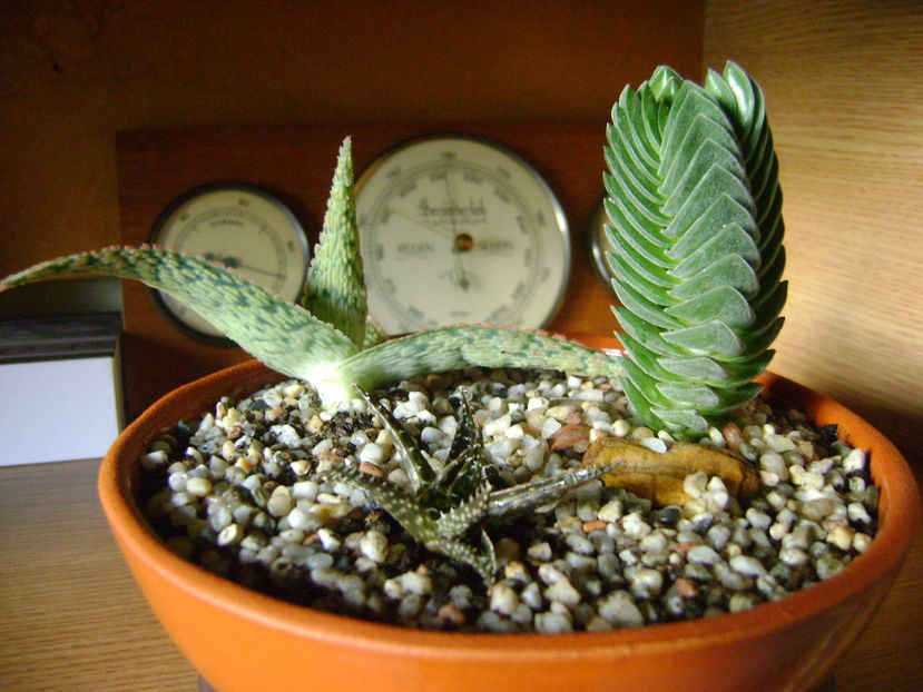 Grup de suculente; 1.Crassula ‘’Buddha’s Temple’’
2.Aloe ‘’Starfish’’
3.Aloe cv Pepe
