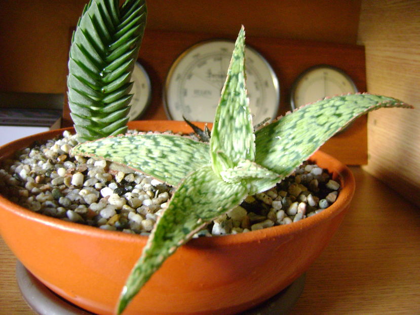 Aloe cv. ''Starfish''