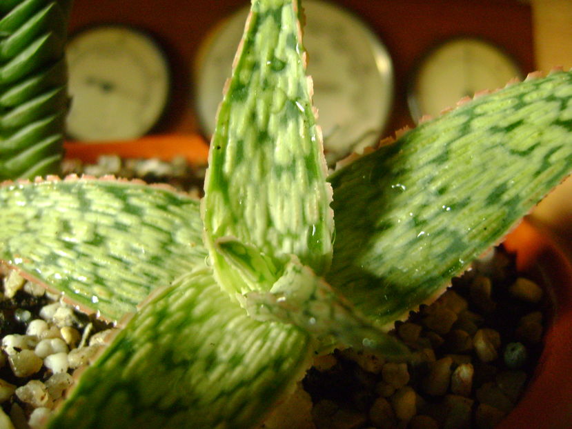 Aloe cv. ''Starfish'' - Suculente 2016