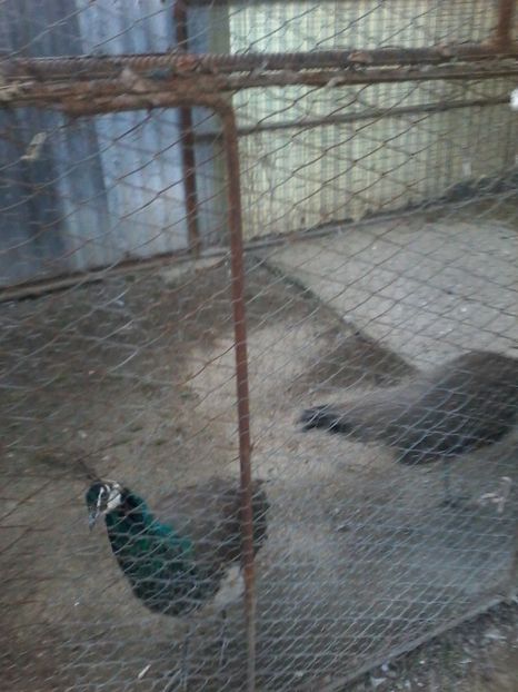  - GULERATI 2016 -2017