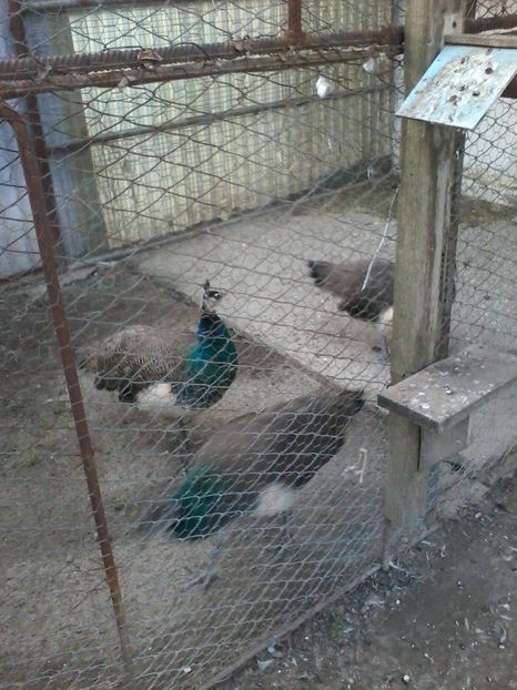  - GULERATI 2016 -2017