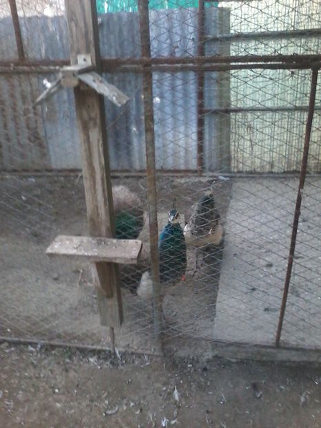  - GULERATI 2016 -2017