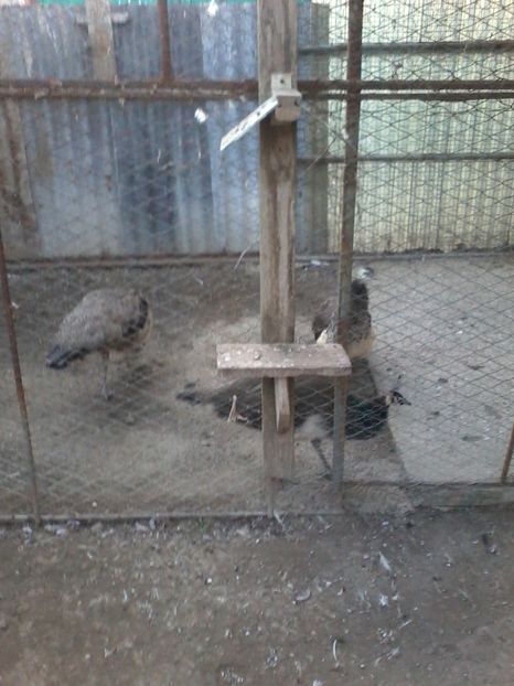  - GULERATI 2016 -2017