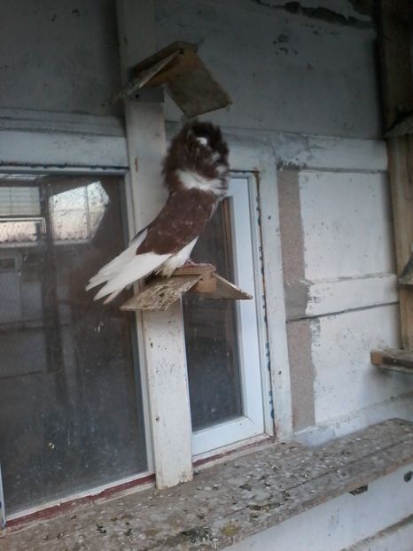  - GULERATI 2016 -2017