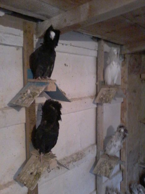  - GULERATI 2016 -2017