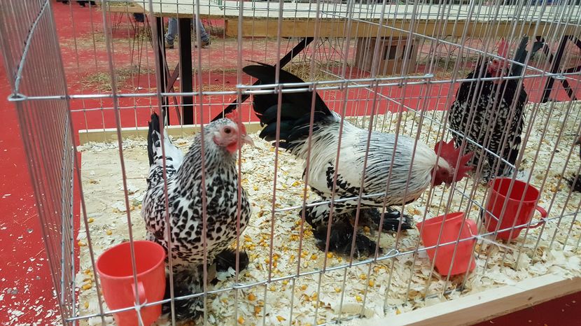  - 35____EXPOZITIA LA BUCURESTI-2016