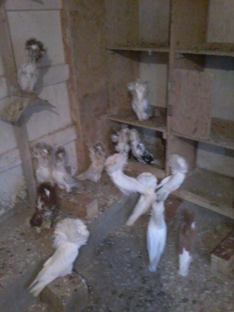  - GULERATI 2016 -2017