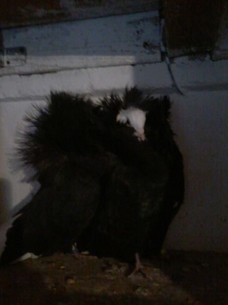  - GULERATI 2016 -2017