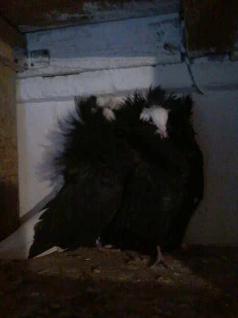  - GULERATI 2016 -2017