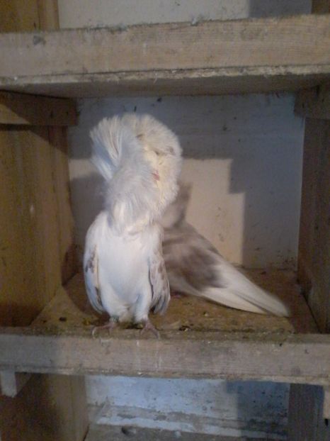  - GULERATI 2016 -2017