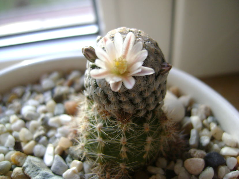 Mammillaria sanchez-mejoradae; 10 dec. 2016
