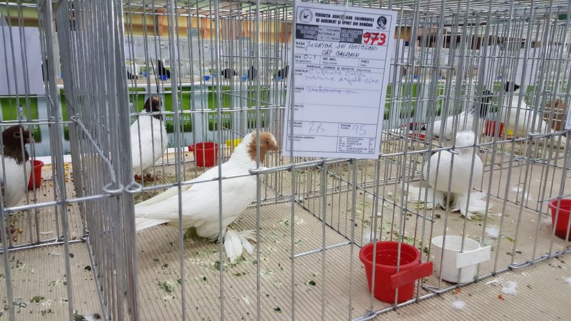  - 35____EXPOZITIA LA BUCURESTI-2016