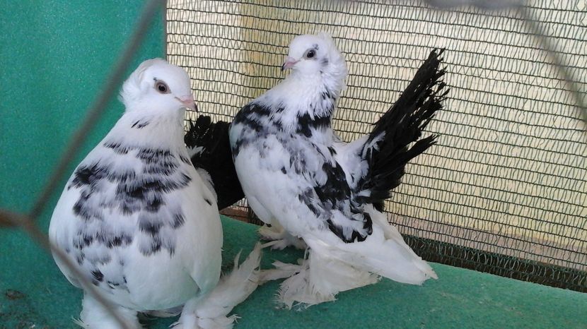 femele 2016; 80 lei bucata