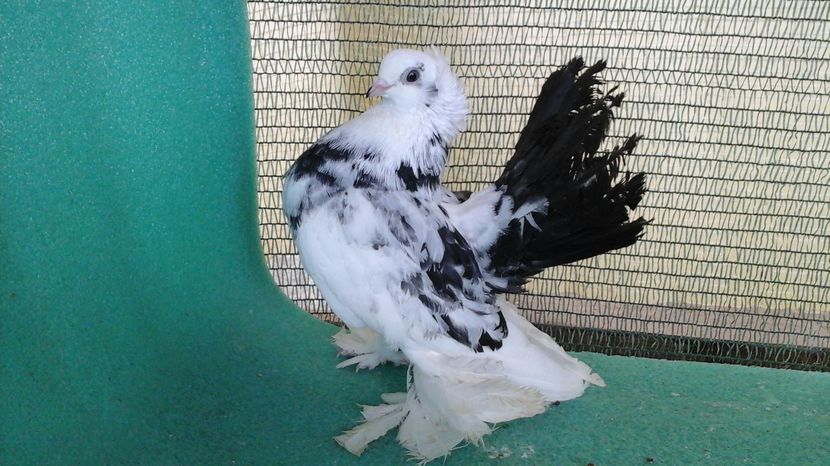 femela 7432,  2016; 80 lei bucata