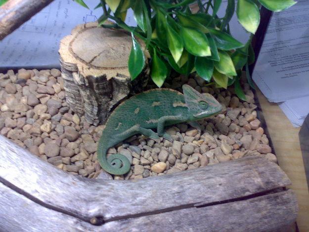 Camaleon   terrariu pret 250 Euro - Reptile