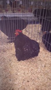  - EXPOZITIA NATIONALA BUCURESTI 2016