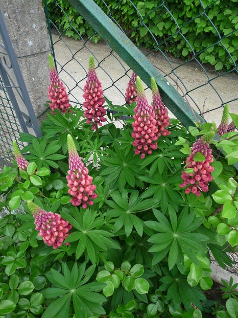 lupin rosu; P1860016
