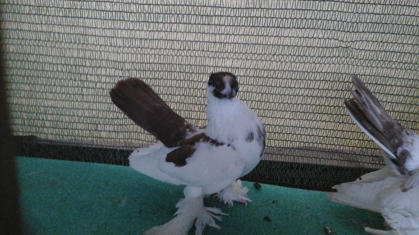 Femela inel  G 960,  12