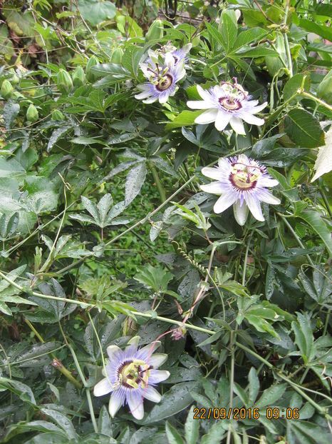 Picture 7431 - Passiflora caerulea