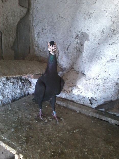 Mascul vândut; Mascul 2014
