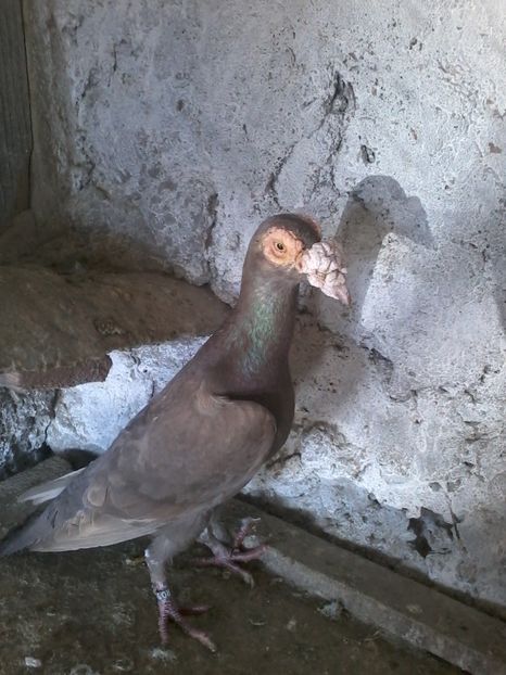 Femela vândută; Femela 2014
