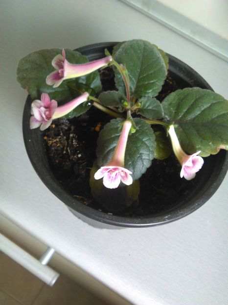  - MINI SINNINGIILE mele
