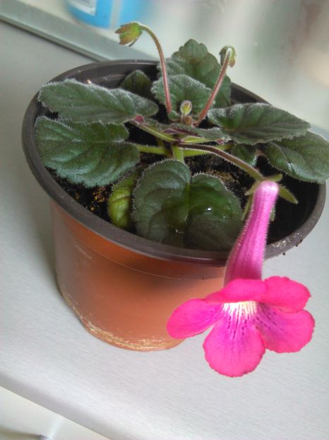  - MINI SINNINGIILE mele
