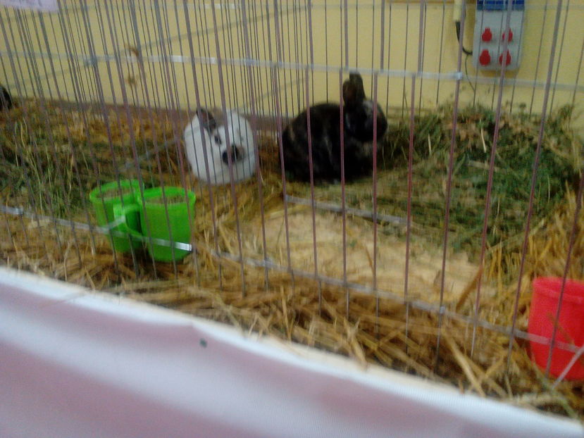  - Expzitie 2016 - Bucuresti