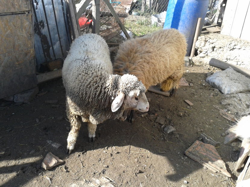 Fotografie0235 kiki si riki