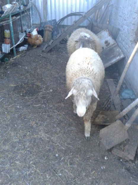 Fotografie0268 oi (2)