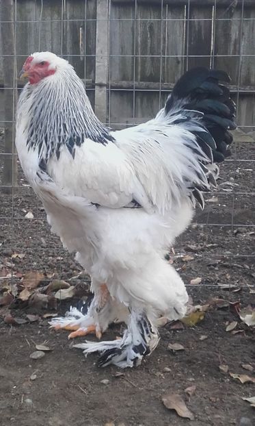 Rezerva - cocosi matca 2016 -2017- 2018- 2019
