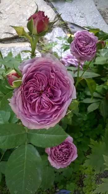  - Lavender Ice