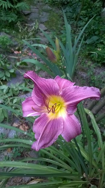 prairie blue eyes - 2016 Hemerocallis