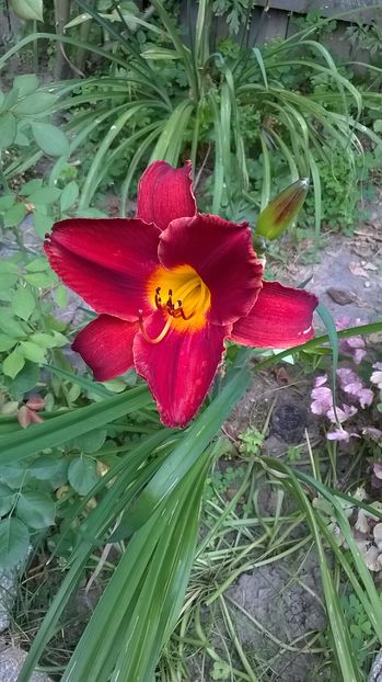  - 2016 Hemerocallis