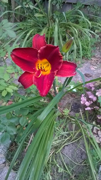  - 2016 Hemerocallis