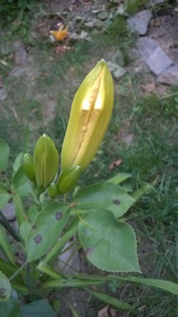  - 2016 Hemerocallis