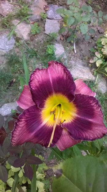 SILOAM MIDNIGHT - 2016 Hemerocallis