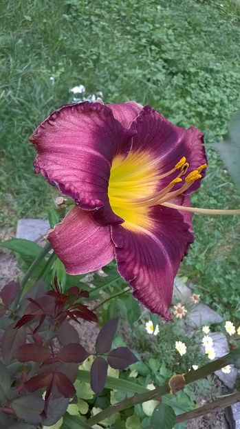  - 2016 Hemerocallis