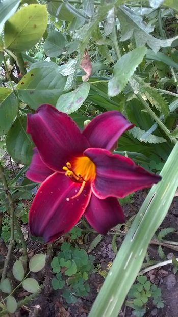 Starling - 2016 Hemerocallis