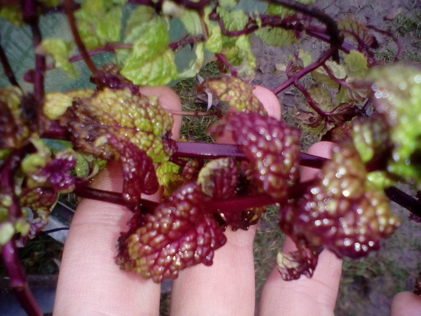 menta braziliana; foarte rezistenta la inghet
(frunze crete), Hyptis crenata, are frunze rosietice iarna
