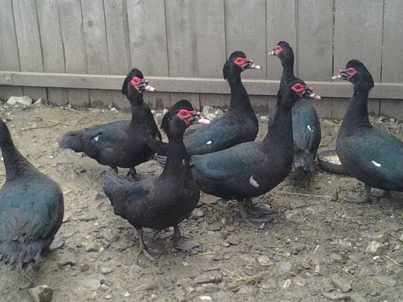 2016-12-11 13.28.17 - Copy