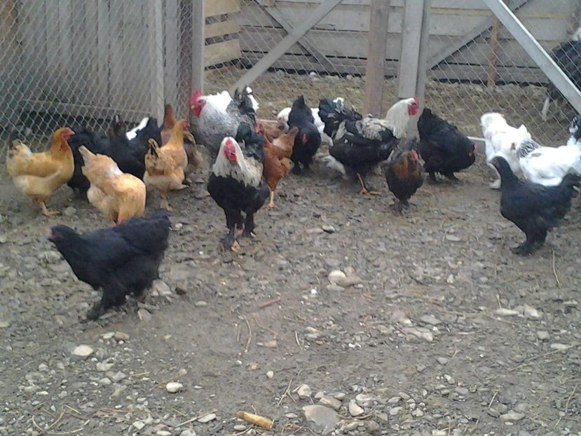 2016-12-11 14.48.20 - Pui 2016