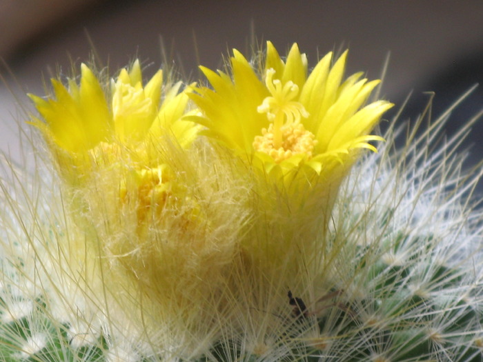 Parodia chrysacanthion - CACTACEAE - diverse specii si genuri