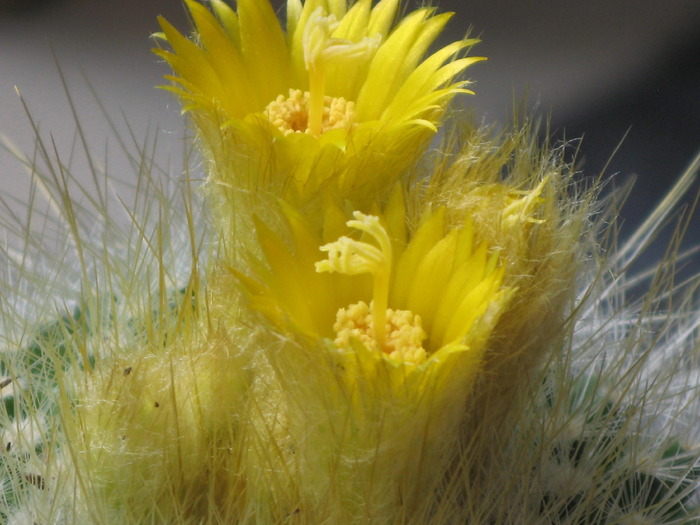 Parodia chrysacanthion
